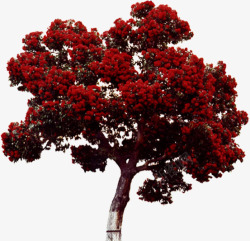 红色美丽场景大树素材