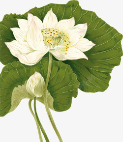 中秋节手绘绿叶白色莲花素材