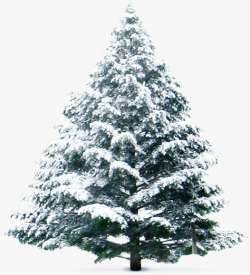 落雪的松树圣诞元旦素材