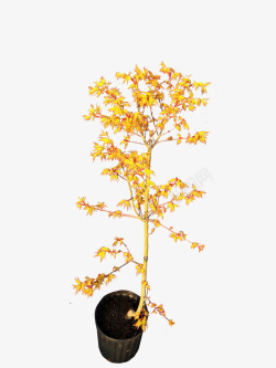 嫩黄色嫩黄色的袖棉盆栽高清图片