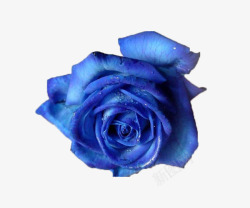 典雅高贵蓝色玫瑰高清图片