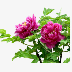 中式花卉牡丹高清图片