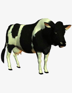黑白色奶牛动物牛奶素材
