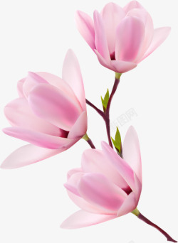 粉色美丽花朵矢量图素材