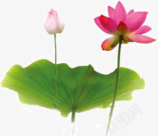 水墨画荷花荷叶png免抠素材_88icon https://88icon.com 水墨画 荷叶 荷花