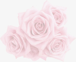 粉色模糊玫瑰花朵素材