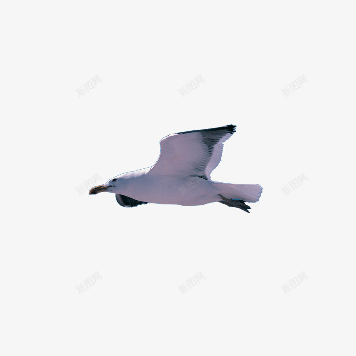 白色飞翔的鸟png免抠素材_88icon https://88icon.com 丛林 动物 动物园 插图 羽毛 翅膀 自然 野生动物 鸟 鸟类