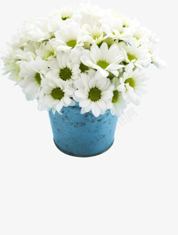 白色纯洁花朵盆栽节日素材