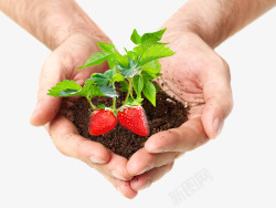 手捧土壤和嫩芽草莓素材