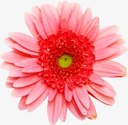 粉红色一朵花菊花花朵花蕊素材