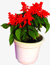 红色花朵盆栽植物素材