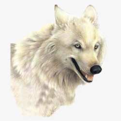雪狼孤狼野狼动物狼头素材