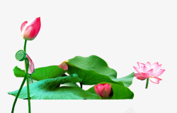 含苞待放的荷花素材