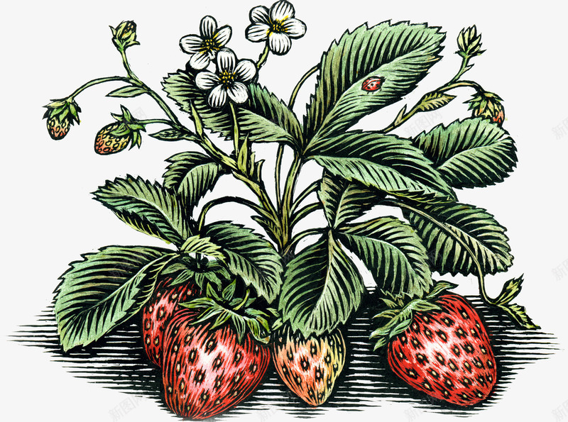 植物草莓彩色版画成熟草莓png免抠素材_88icon https://88icon.com 彩色版画 成熟草莓 植物 草莓