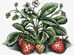 植物草莓彩色版画成熟草莓素材