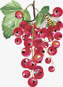 水果灯笼果蔓越莓素材