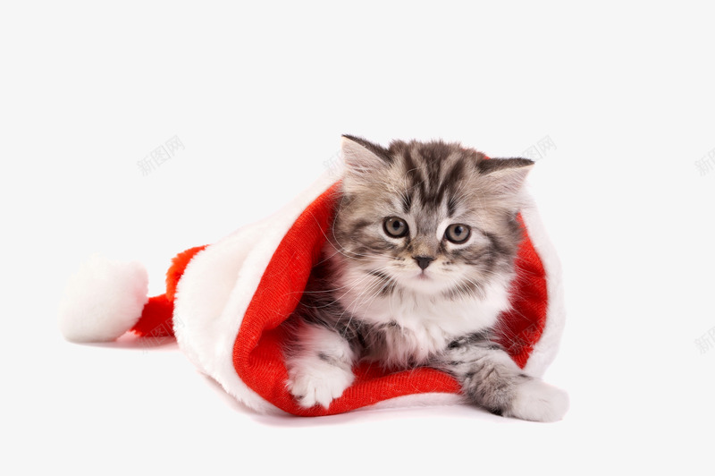 圣诞节红色帽子可爱猫咪片png免抠素材_88icon https://88icon.com 可爱 可爱素材 圣诞节帽子 圣诞节素材 圣诞节红色 帽子素材 红色图片