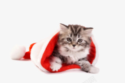 圣诞节红色帽子可爱猫咪片素材