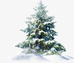 冬季冰雪大树风光素材