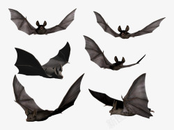 各种飞行姿势蝙蝠素材