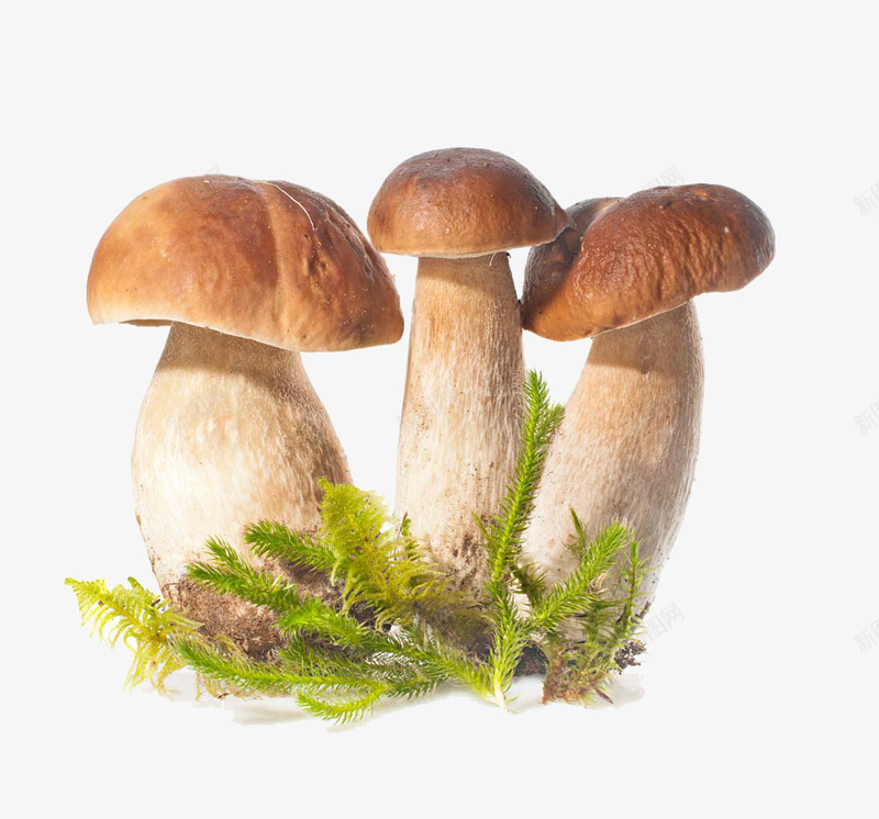 野生蘑菇png免抠素材_88icon https://88icon.com 新鲜 菌类 蔬菜 蘑菇