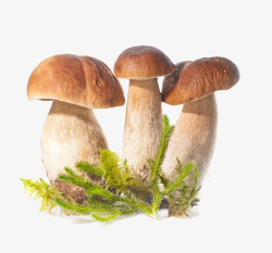 野生蘑菇野生蘑菇高清图片