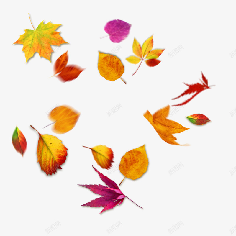 枫叶树叶元素png免抠素材_88icon https://88icon.com 枫叶 树叶 漂浮 秋天
