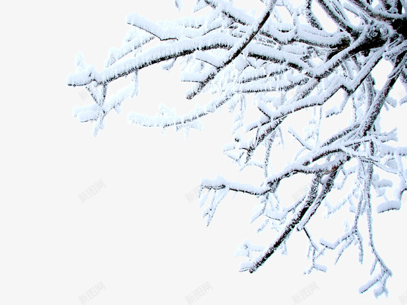积雪的树枝png免抠素材_88icon https://88icon.com 冬季 树枝 白色 积雪 雪花
