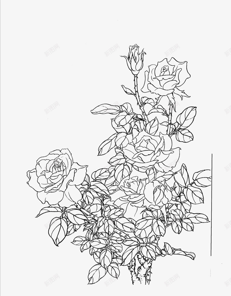 花卉白描线稿png图片免费下载-素材cddjxoch-88ICON