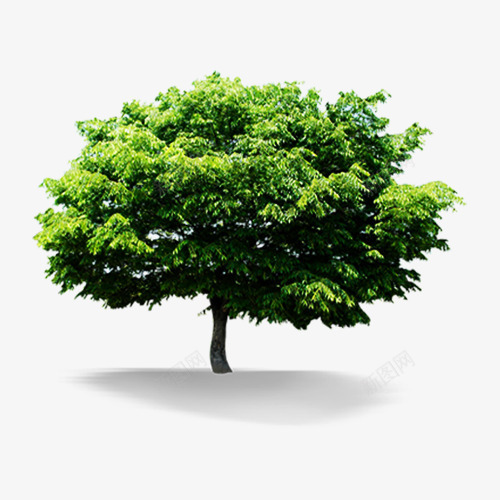 茂盛的椴树png免抠素材_88icon https://88icon.com 大树 植物 椴树 生长 茂盛