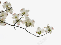 茱萸花典雅的白色茱萸花高清图片