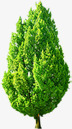 室外渲染效果摄影绿色的大树素材