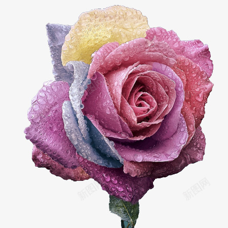彩色的花朵png免抠素材_88icon https://88icon.com 彩色的花 植物 水珠 美丽的花