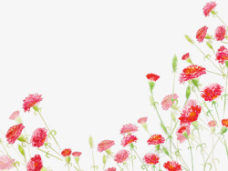花丛里的妈妈红色美丽康乃馨花丛高清图片