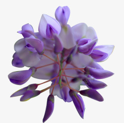 紫色芬芳花朵美丽素材