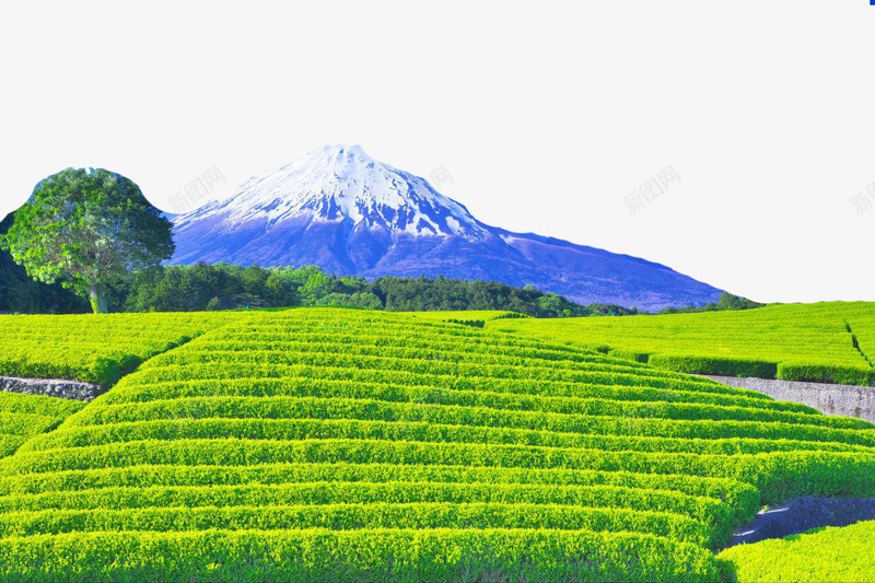 富士山茶田png免抠素材_88icon https://88icon.com 大树 大火山 清香 绿油油 美丽的富士山 茶田