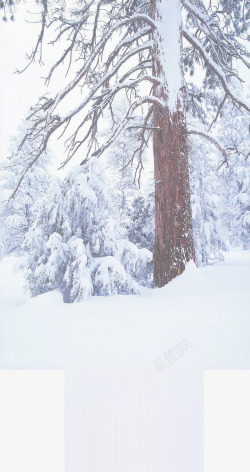 冬日大树场景户外素材