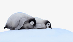 南极雪上的企鹅素材