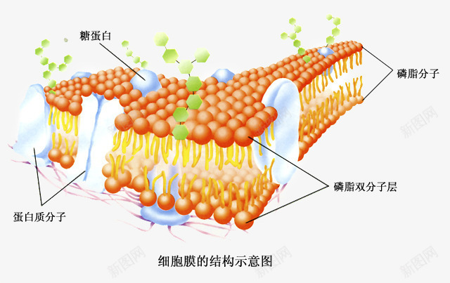 细胞膜结构png免抠素材_88icon https://88icon.com 实验 生物 生物科研 病毒 磷脂 科技 细胞 细胞膜 结构 蛋白质