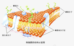 细胞膜结构素材