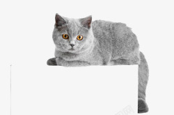 灰色猫咪素材