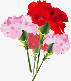红色美丽康乃馨花束素材