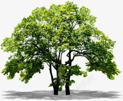 绿色环保植物大树素材