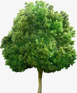 大树环境渲染效果素材