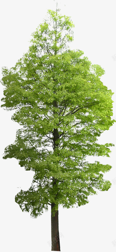 创意合成效果摄影绿色大树环境png免抠素材_88icon https://88icon.com 创意 合成 大树 摄影 效果 环境 素材 绿色