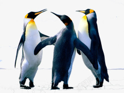 象征性企鹅家庭素材
