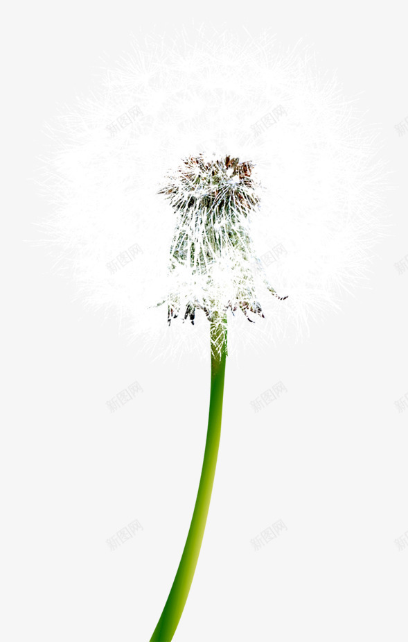 白色蒲公英风光景色png免抠素材_88icon https://88icon.com 景色 白色 蒲公英 风光