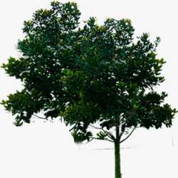绿色的大树环境渲染效果素材