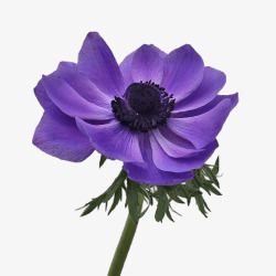 紫色妖艳的花朵素材