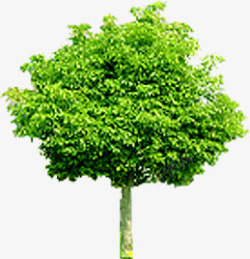 清新呼吸大树植物素材